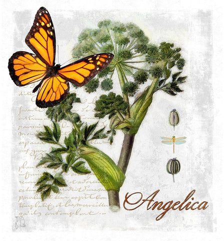 Botanical Gardern Angelica Herb Black Ornate Wood Framed Art Print with Double Matting by Lavoie, Tina