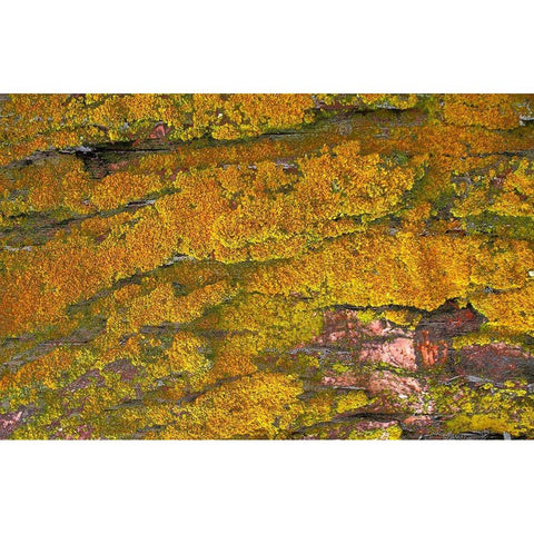 Mossy Wood 001 White Modern Wood Framed Art Print by Lavoie, Tina
