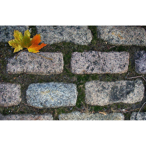 Old Montreal Cobblestones 02 Black Modern Wood Framed Art Print by Lavoie, Tina