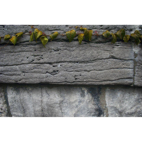 Old Montreal Ancient Wall and Ivy 2 Gold Ornate Wood Framed Art Print with Double Matting by Lavoie, Tina