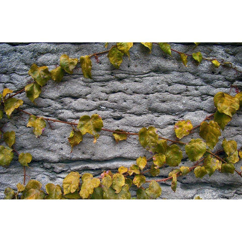 Old Montreal Ancient Wall and Ivy Gold Ornate Wood Framed Art Print with Double Matting by Lavoie, Tina