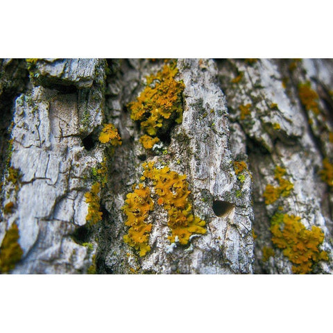Ash Tree and Lichen White Modern Wood Framed Art Print by Lavoie, Tina
