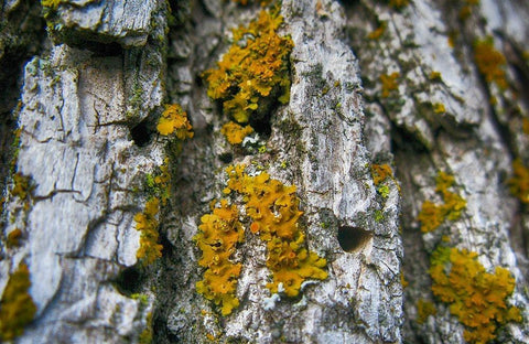Ash Tree and Lichen White Modern Wood Framed Art Print with Double Matting by Lavoie, Tina