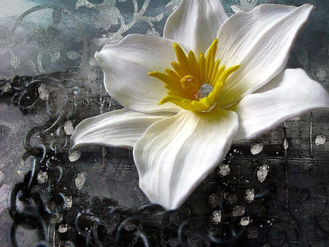 Frost Queen Black Ornate Wood Framed Art Print with Double Matting by Lavoie, Tina