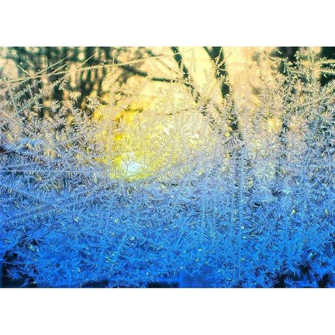 Ice Forest Gold Ornate Wood Framed Art Print with Double Matting by Lavoie, Tina