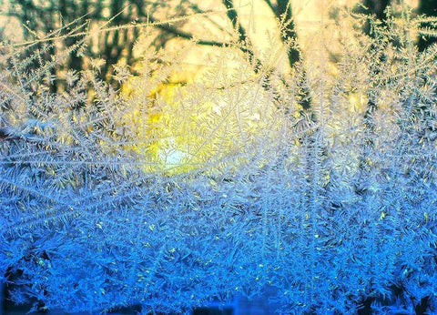 Ice Forest Black Ornate Wood Framed Art Print with Double Matting by Lavoie, Tina