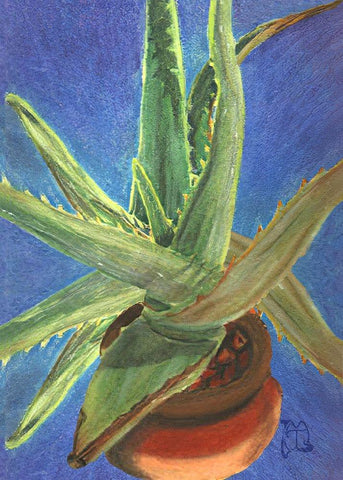 Aloe Vera Black Ornate Wood Framed Art Print with Double Matting by Lavoie, Tina