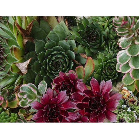 Succulent Garden Black Modern Wood Framed Art Print with Double Matting by Lavoie, Tina