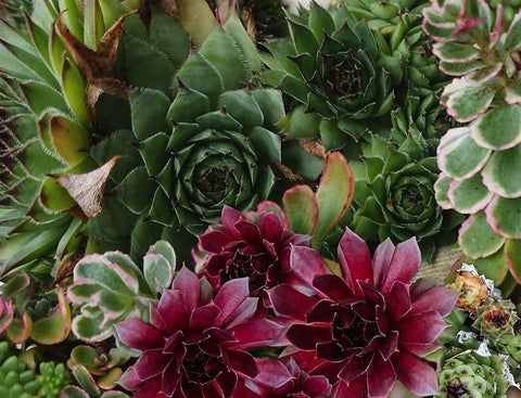 Succulent Garden Black Ornate Wood Framed Art Print with Double Matting by Lavoie, Tina