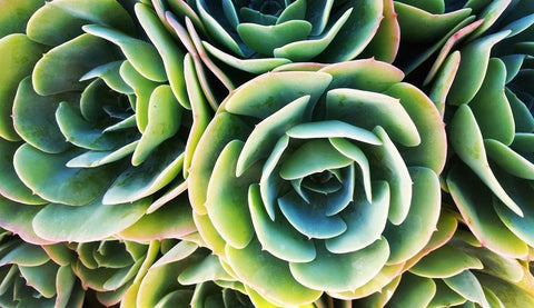 Succulent Rose White Modern Wood Framed Art Print with Double Matting by Lavoie, Tina