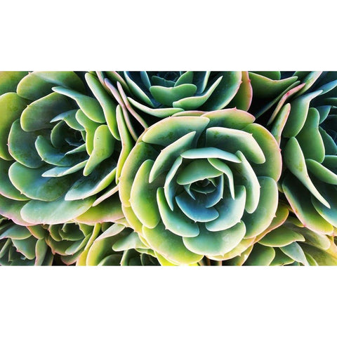 Succulent Rose Gold Ornate Wood Framed Art Print with Double Matting by Lavoie, Tina