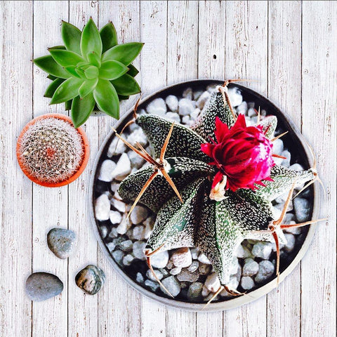 Two Succulents and A Cactus White Modern Wood Framed Art Print with Double Matting by Lavoie, Tina