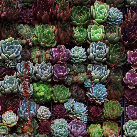 A Gathering Of Succulents 1 Black Ornate Wood Framed Art Print with Double Matting by Lavoie, Tina