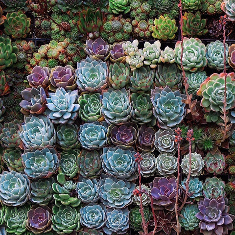 A Gathering Of Succulents 2 Black Ornate Wood Framed Art Print with Double Matting by Lavoie, Tina