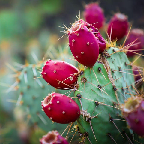 Prickly Pear Cactus Black Ornate Wood Framed Art Print with Double Matting by Lavoie, Tina