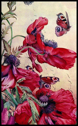 Poppy Nature Study 1917 Black Ornate Wood Framed Art Print with Double Matting by Lavoie, Tina