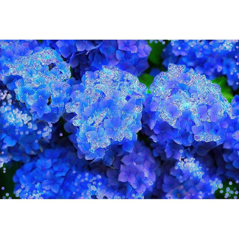 Crystal Blue Hydrangeas Black Modern Wood Framed Art Print with Double Matting by Lavoie, Tina