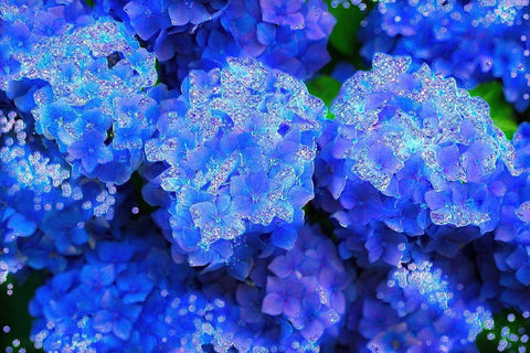 Crystal Blue Hydrangeas White Modern Wood Framed Art Print with Double Matting by Lavoie, Tina