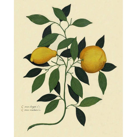 Italian Botanical Lemon Illustration 1650 Gold Ornate Wood Framed Art Print with Double Matting by Lavoie, Tina