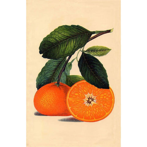 Satsuma Orange 1887 Gold Ornate Wood Framed Art Print with Double Matting by Lavoie, Tina