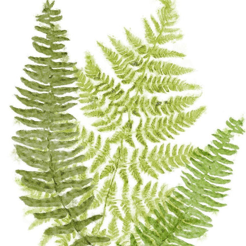 Fresh II Black Modern Wood Framed Art Print with Double Matting by Lavoie, Tina