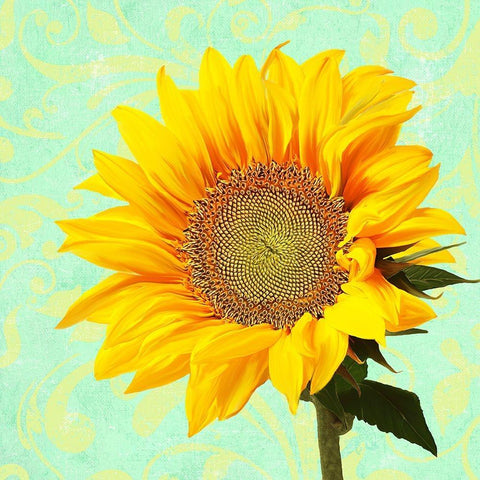 Summer Sunflower White Modern Wood Framed Art Print with Double Matting by Lavoie, Tina