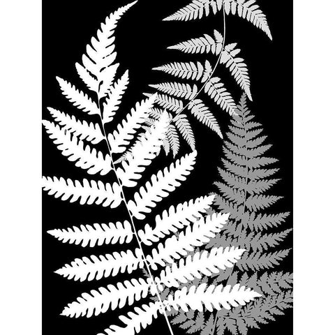 Tropics In Black And White IV White Modern Wood Framed Art Print by Lavoie, Tina