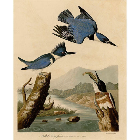 Belted Kingfisher White Modern Wood Framed Art Print by Vintage Apple Collection