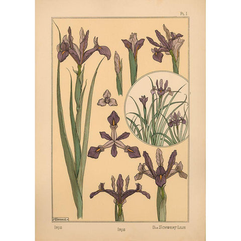 Plate 01 - Iris Black Modern Wood Framed Art Print by Vintage Apple Collection