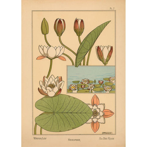 Plate 07 - Water-Lily Gold Ornate Wood Framed Art Print with Double Matting by Vintage Apple Collection