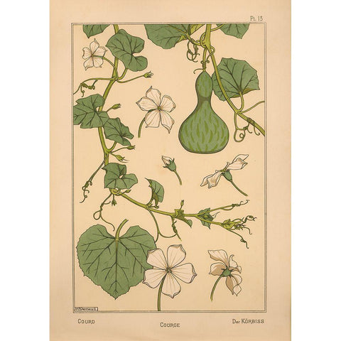 Plate 13 - Courd Black Modern Wood Framed Art Print with Double Matting by Vintage Apple Collection