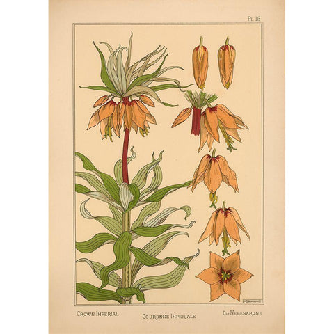 Plate 16 - Crown Imperial Black Modern Wood Framed Art Print by Vintage Apple Collection