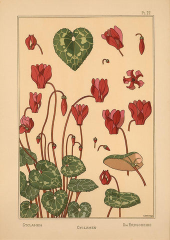 Plate 22 - Cyclamen Black Ornate Wood Framed Art Print with Double Matting by Vintage Apple Collection