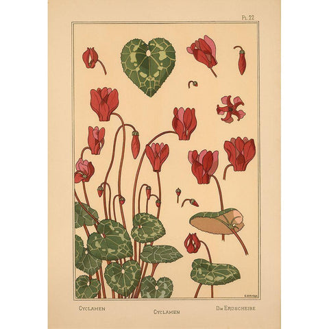 Plate 22 - Cyclamen Black Modern Wood Framed Art Print with Double Matting by Vintage Apple Collection