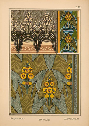 Plate 26 - Arrow-Head Black Ornate Wood Framed Art Print with Double Matting by Vintage Apple Collection