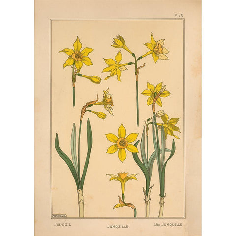 Plate 28 - Jonquil White Modern Wood Framed Art Print by Vintage Apple Collection