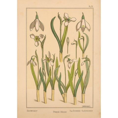 Plate 31 - Snowdrop White Modern Wood Framed Art Print by Vintage Apple Collection