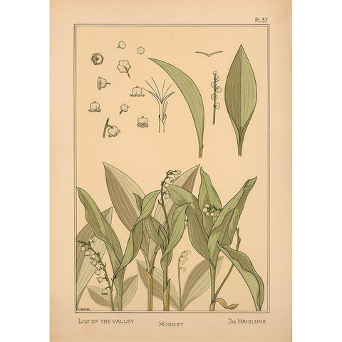 Plate 37 - Lily of the Valley Gold Ornate Wood Framed Art Print with Double Matting by Vintage Apple Collection