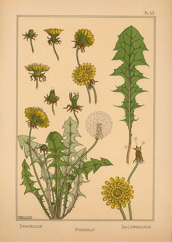 Plate 43 - Dandelion Black Ornate Wood Framed Art Print with Double Matting by Vintage Apple Collection