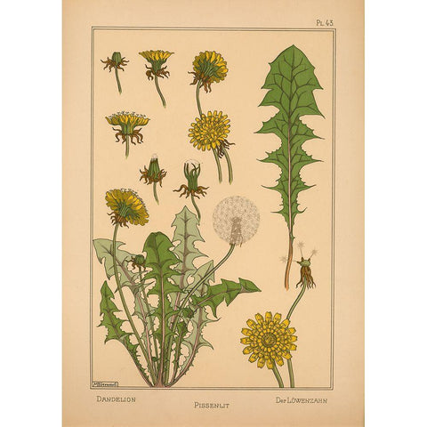 Plate 43 - Dandelion Black Modern Wood Framed Art Print with Double Matting by Vintage Apple Collection