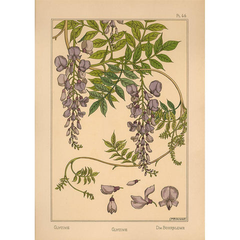 Plate 46 - Glycine White Modern Wood Framed Art Print by Vintage Apple Collection