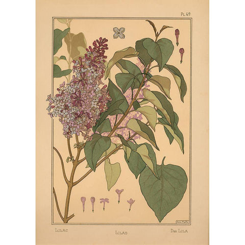 Plate 49 - Lilac Gold Ornate Wood Framed Art Print with Double Matting by Vintage Apple Collection