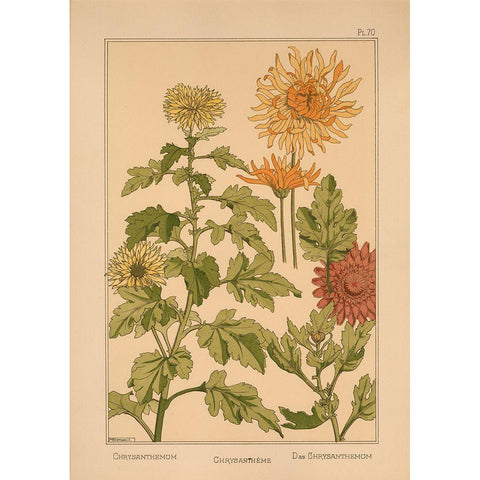 Plate 70 - Chrysanthemum Gold Ornate Wood Framed Art Print with Double Matting by Vintage Apple Collection