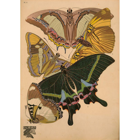 Plate 8 - Papillons Black Modern Wood Framed Art Print by Vintage Apple Collection