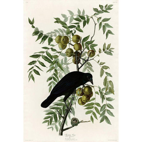 American Crow Gold Ornate Wood Framed Art Print with Double Matting by Vintage Apple Collection