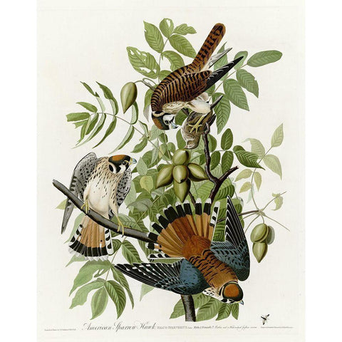 American Sparrow Hawk Gold Ornate Wood Framed Art Print with Double Matting by Vintage Apple Collection