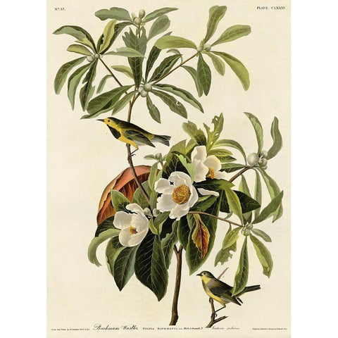 Bachmans Warbler Black Modern Wood Framed Art Print with Double Matting by Vintage Apple Collection