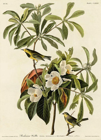 Bachmans Warbler Black Ornate Wood Framed Art Print with Double Matting by Vintage Apple Collection