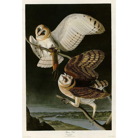 Barn Owl Gold Ornate Wood Framed Art Print with Double Matting by Vintage Apple Collection