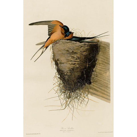 Barn Swallow Black Modern Wood Framed Art Print by Vintage Apple Collection